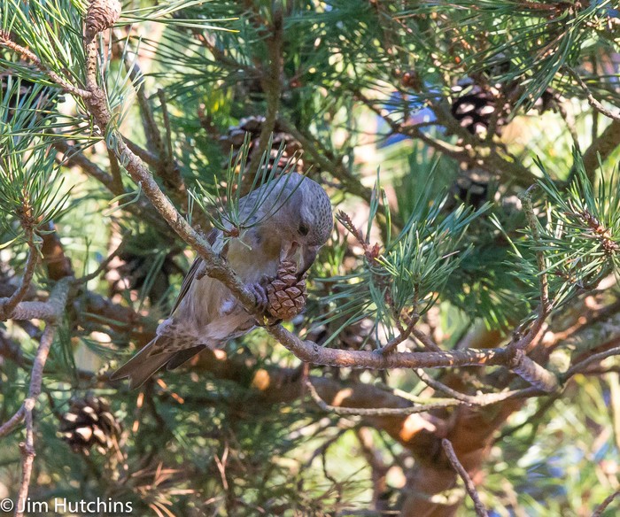 Parrot Crossbill