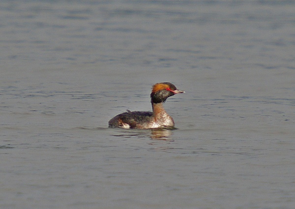 Slavonian Grebe