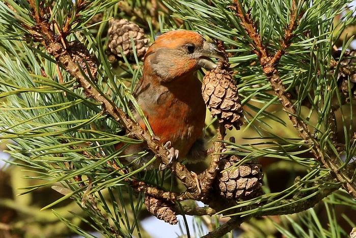Parrot Crossbill