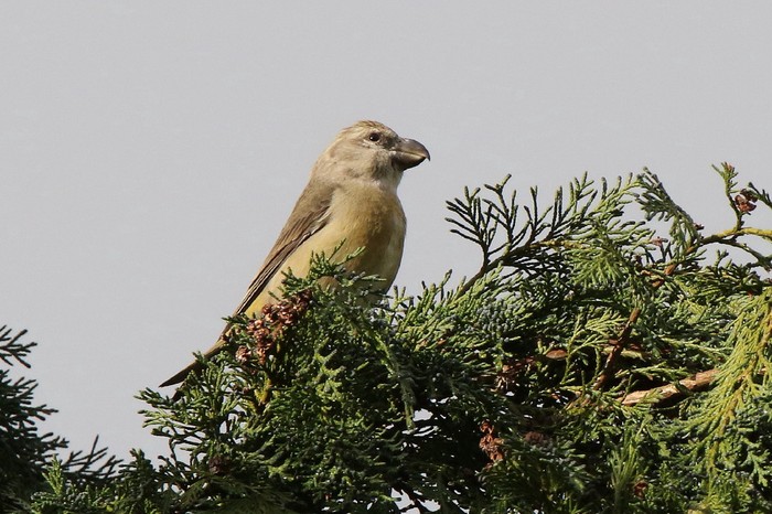 Parrot Crossbill