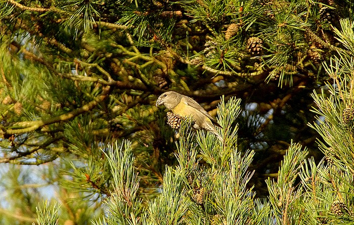 Parrot Crossbill