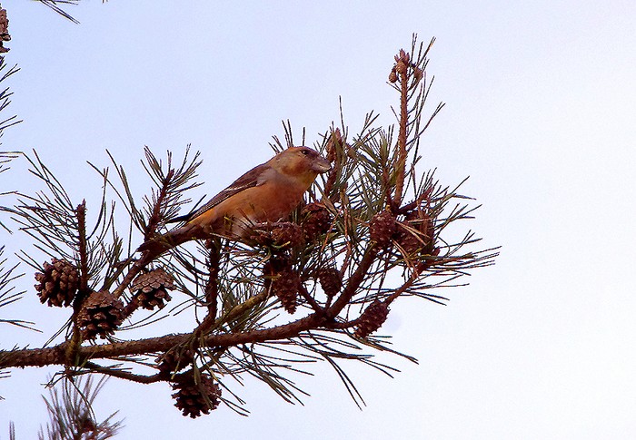 Parrot Crossbill