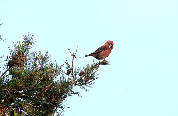 Parrot Crossbill