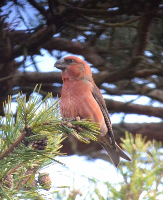 Parrot Crossbill