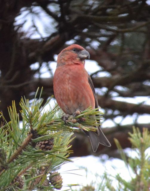 Parrot Crossbill