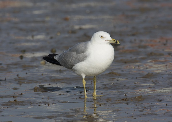Ring-billed Gull