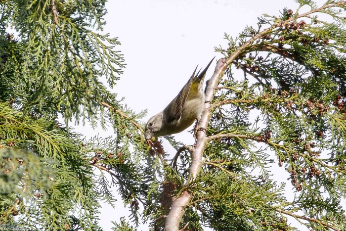 Parrot Crossbill