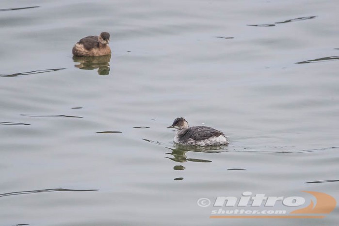 Black-necked Grebe