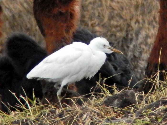 Cattle Egret