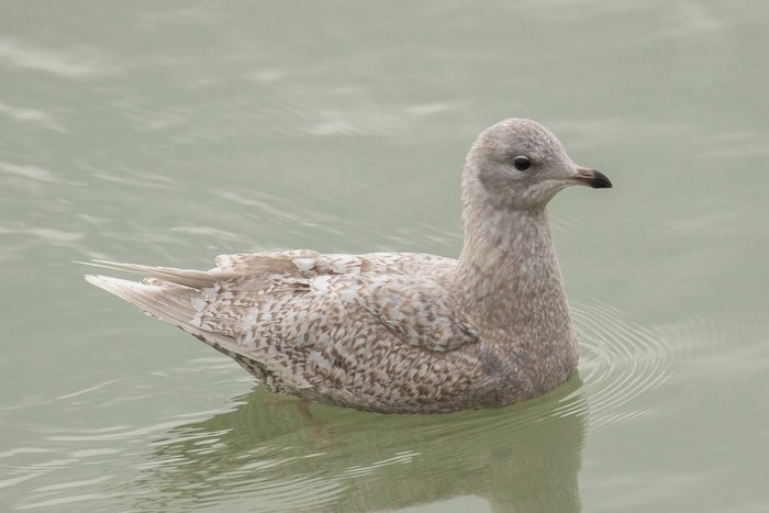Iceland Gull