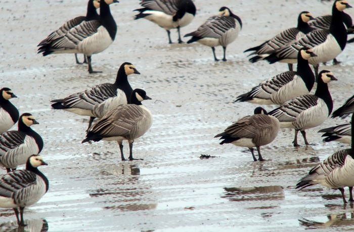 Cackling Goose