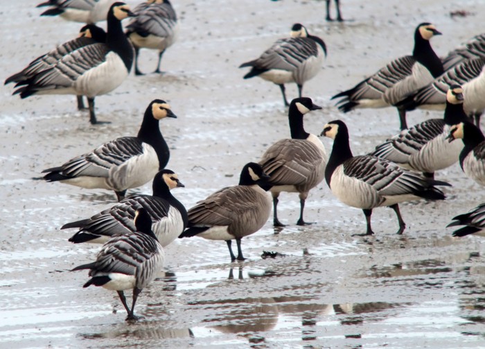 Cackling Goose