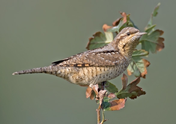Wryneck
