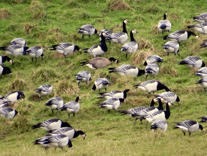 Cackling Goose