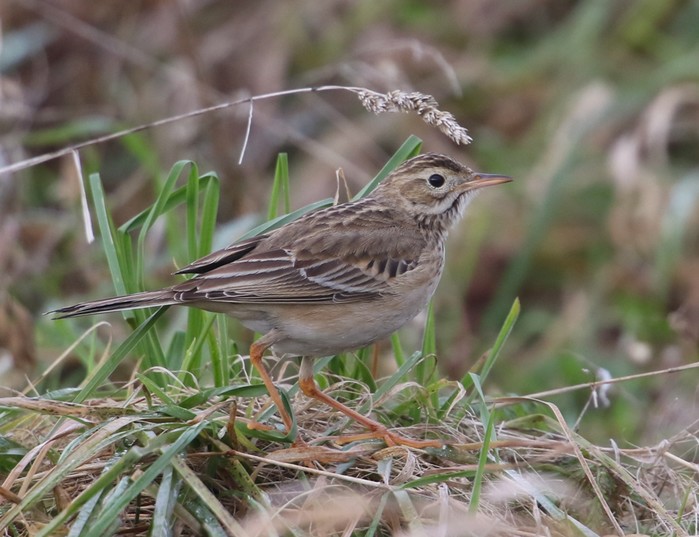 Richard's Pipit
