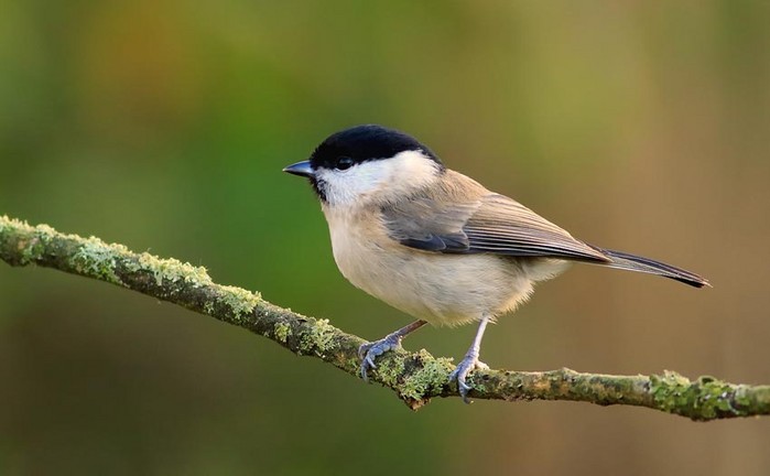 Marsh Tit