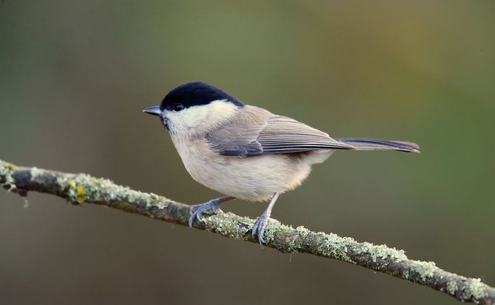 Marsh Tit