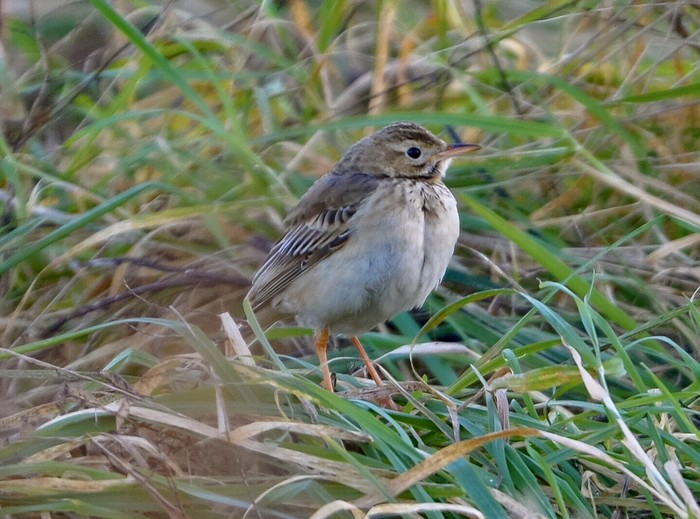 Richard's Pipit