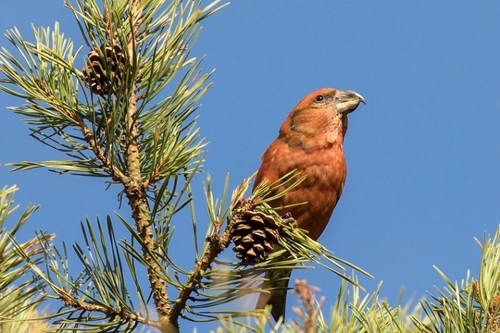 Parrot Crossbill