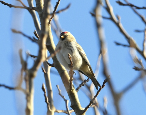 Coues's Arctic Redpoll