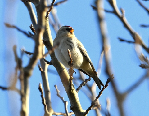 Coues's Arctic Redpoll