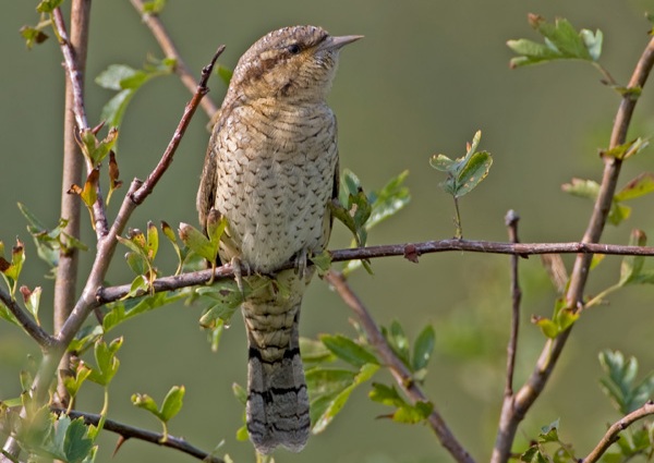 Wryneck