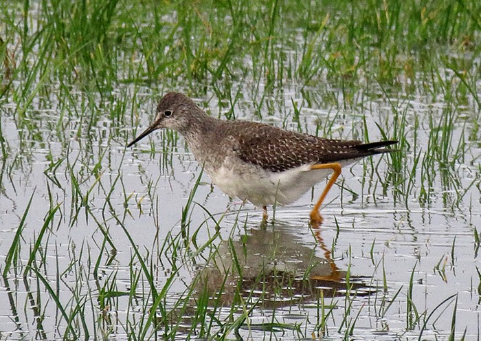 Lesser Yellowlegs