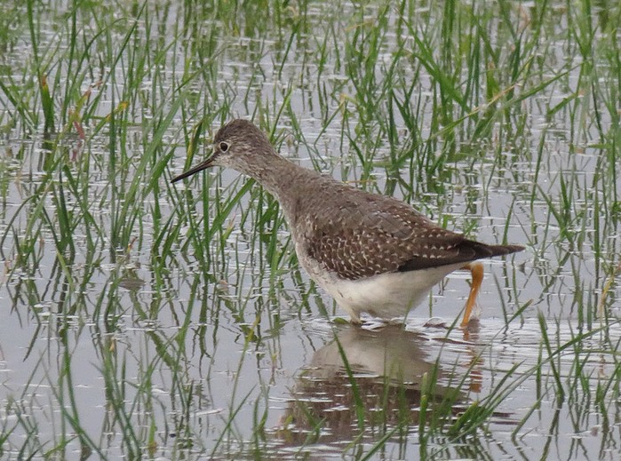 Lesser Yellowlegs