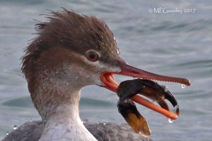 Red-breasted Merganser 