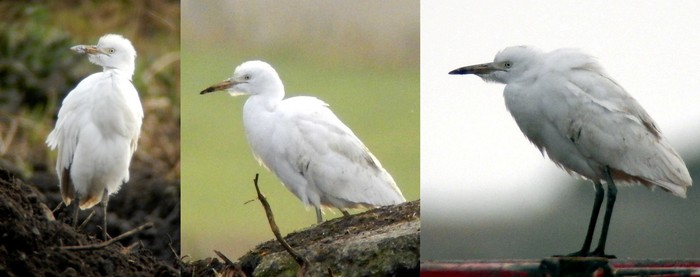 Cattle Egret