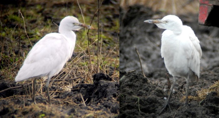 Cattle Egret