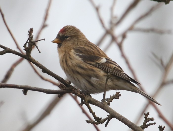 Lesser Redpoll