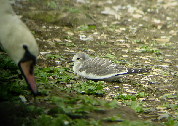 Sabine's Gull