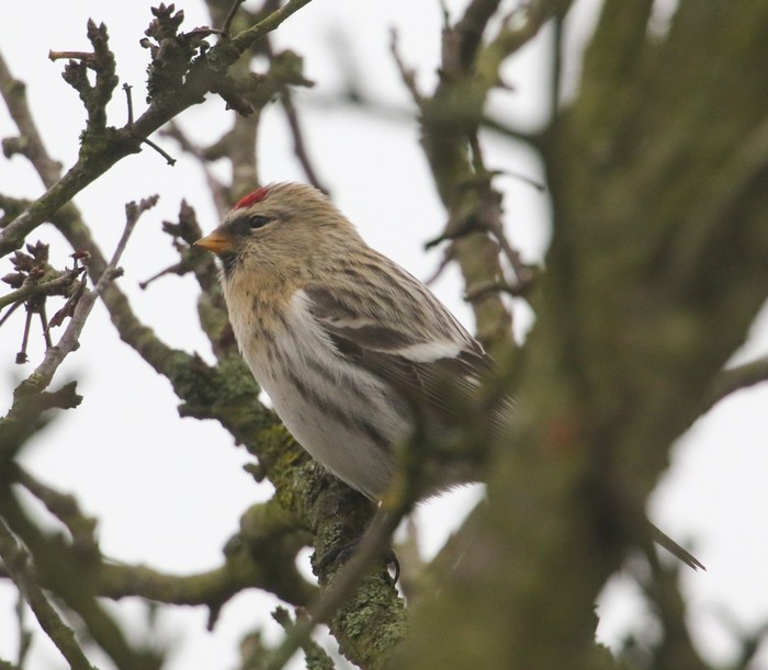 Coues's Arctic Redpoll