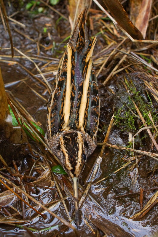 Jack Snipe
