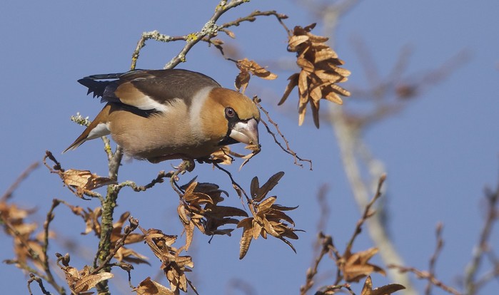 Hawfinch