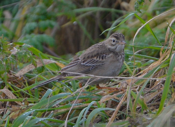 Richard's Pipit