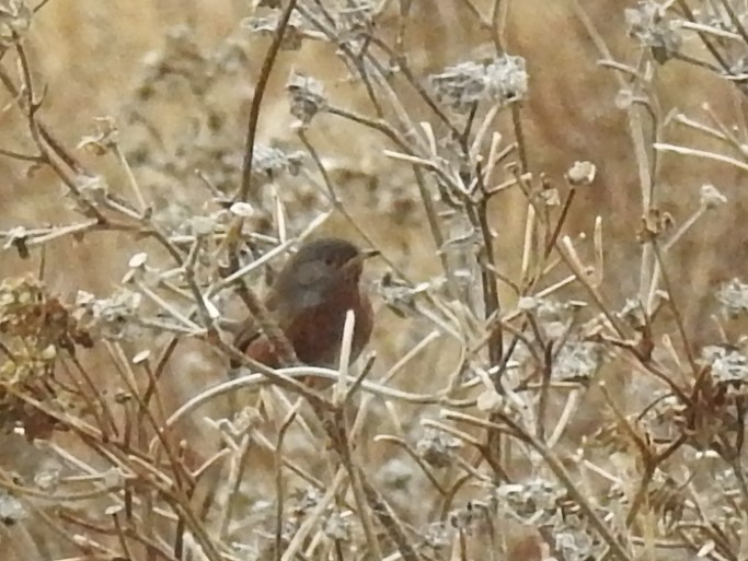 Dartford Warbler