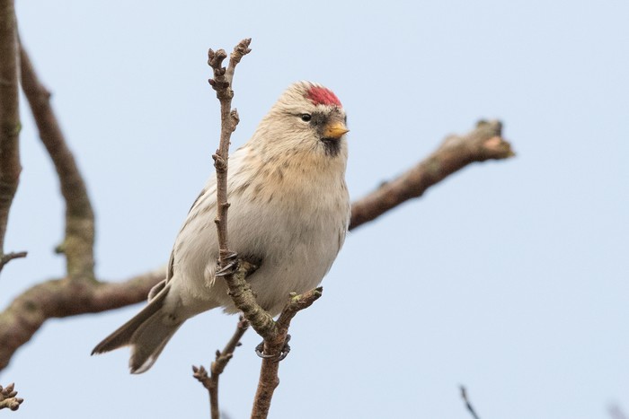 Coues's Arctic Redpoll