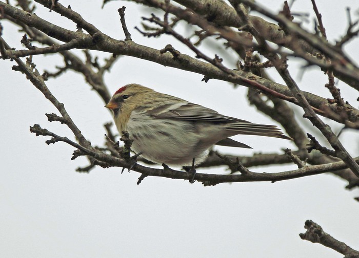 Coues's Arctic Redpoll