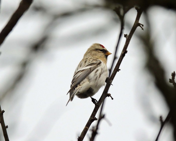 Coues's Arctic Redpoll