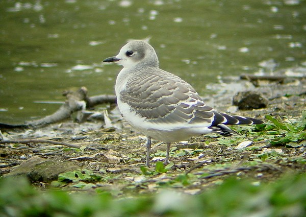 Sabine's Gull
