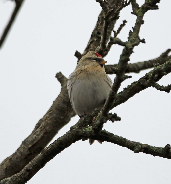 Coues's Arctic Redpoll