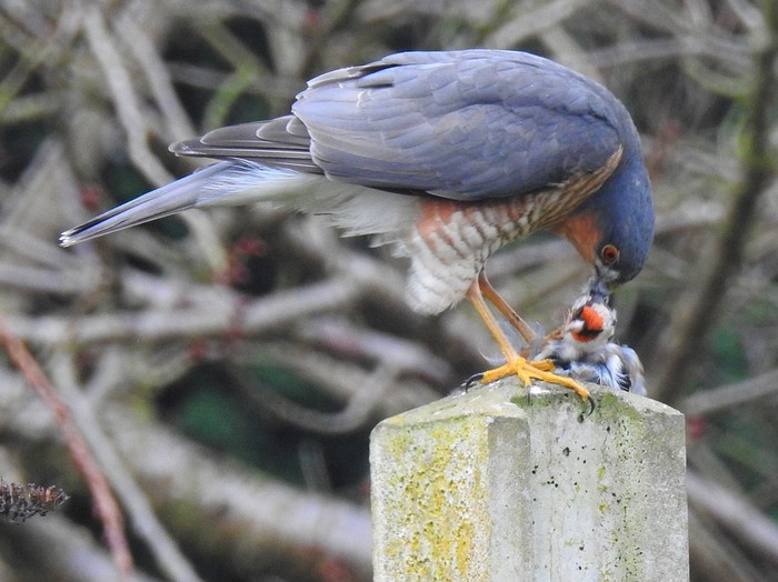 Sparrowhawk