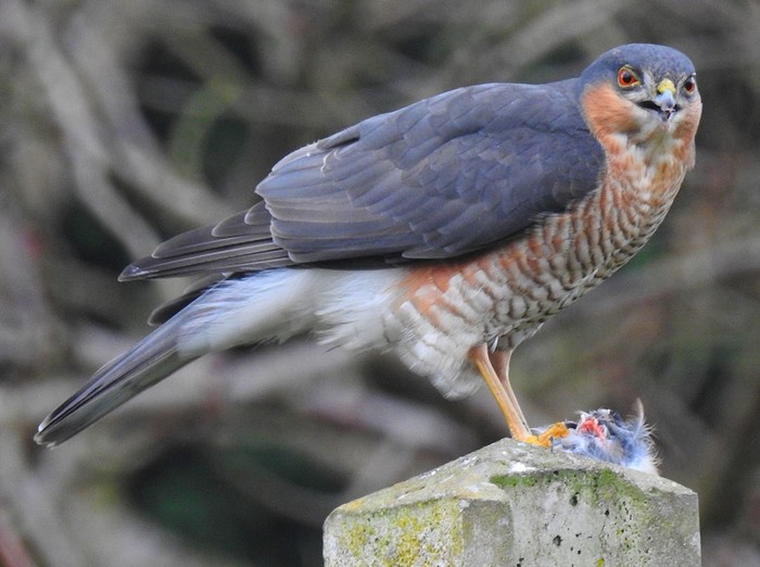Sparrowhawk