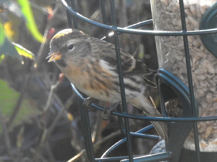 Lesser Redpoll