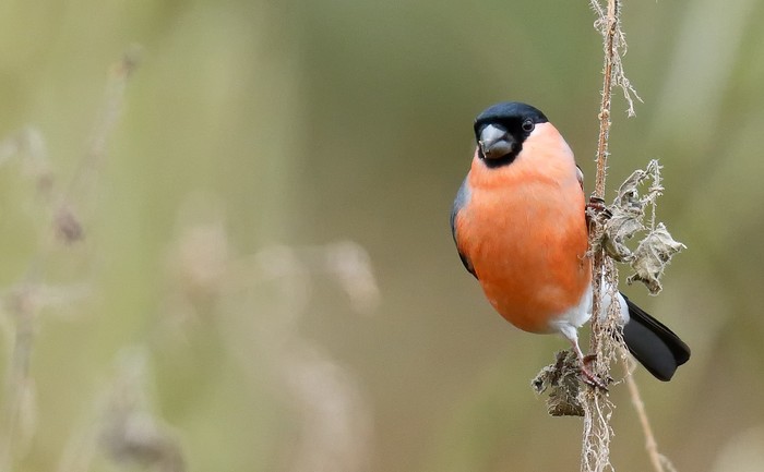 Bullfinch