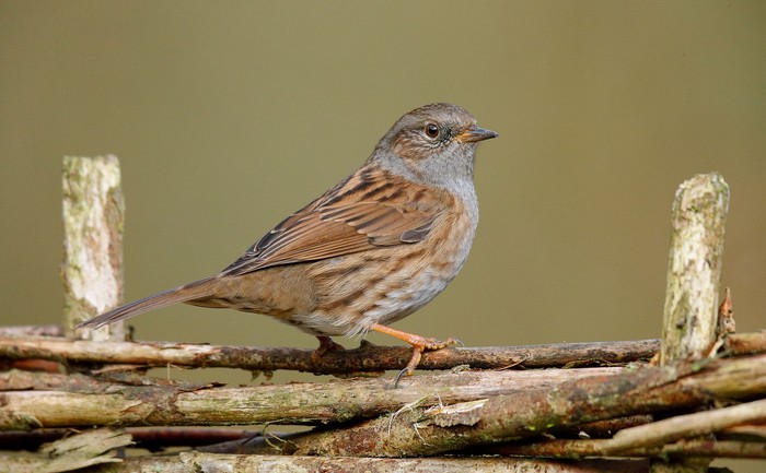 Dunnock