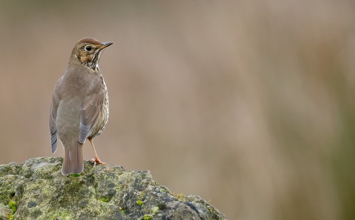 Song Thrush