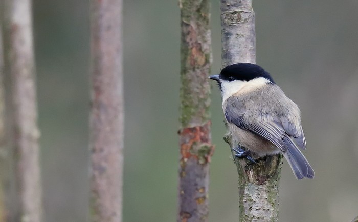 Willow Tit